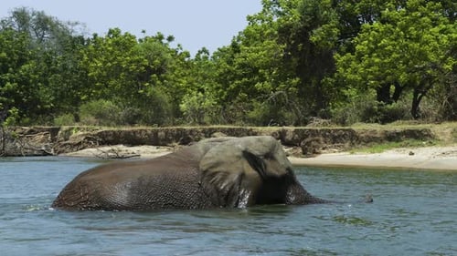 Bull elephant bathing in a large river. The huge male is almost completely covered with water. Bull