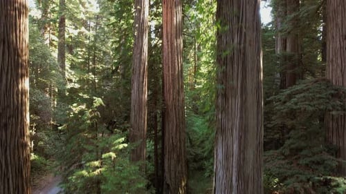 Sunny Dense Redwood Forest in Northern California