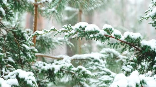 Heavy snowfall in spruce forest in winter, snow-covered spruce branches