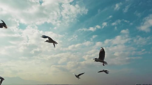 Tiervogel Möwen fliegen auf bewölktem Himmel 4