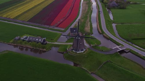 Aerial view of tulip fields, windmills, canals, Netherlands.