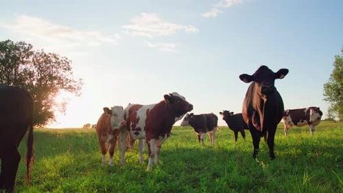 Cows and Calves Grazing Peacefully in a Field