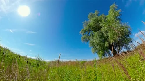 Paysage avec prairie d'été