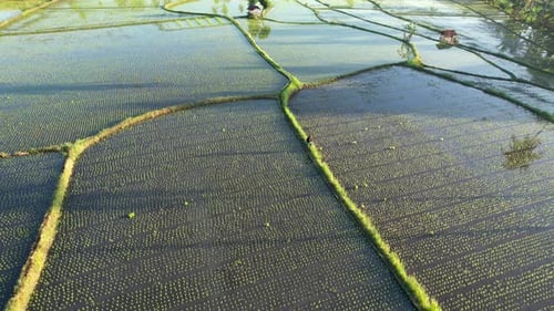 Farmer Walking On Rice Field