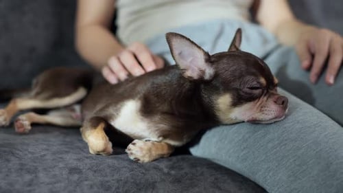 Brown Chihuahua Sleeping Calmly on a Lap