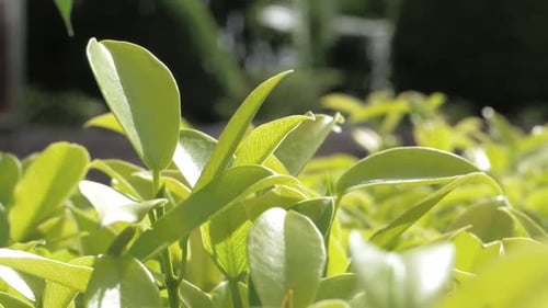 Camera hovers moving backwards revealing yellow-green leaves of a garden plant exposed under the sun