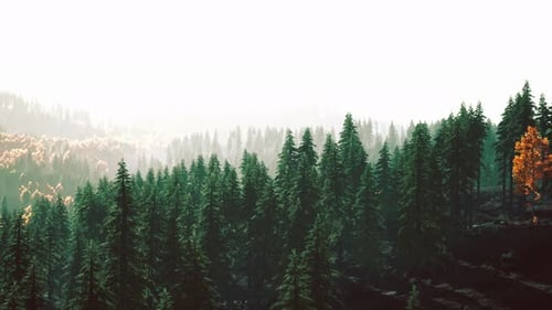 Fir Trees on Meadow Between Hillsides with Conifer Forest in Fog
