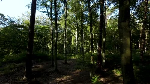 Slow flight in the forest along a tight path between green trees -aerial shot