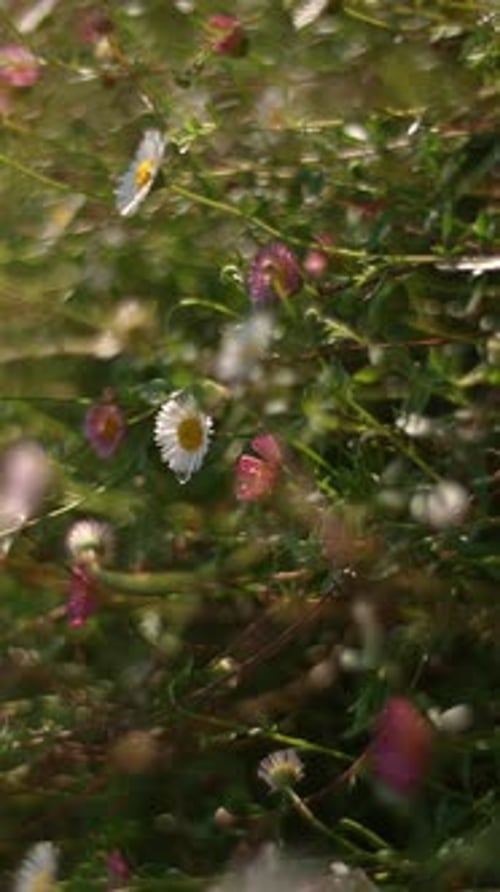 A Soft Focus Floral Garden Showcasing Daisies and Delicate Pink Blooms That Captivate