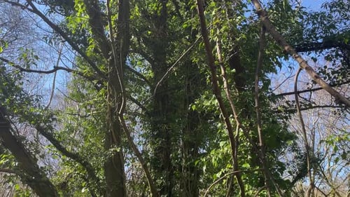Tilting shot of bright green vines tangled around the trunk of a tree in the forest