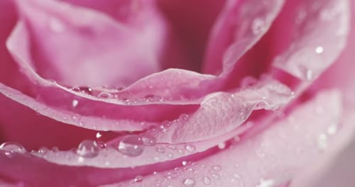 Photo macro extrême d'une fleur colorée en résolution 6k. Concept nature colorée et parfaite avec d