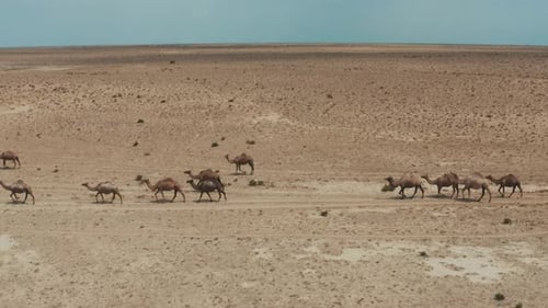 Camel Caravan In The Desert