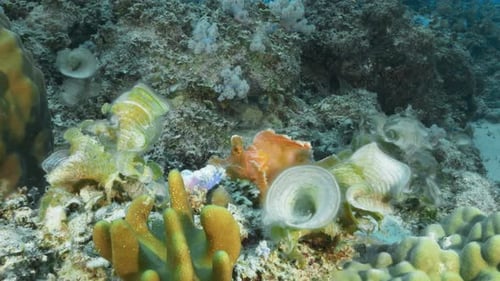 A beautiful pink Rhinopias eschmeyeri perfectly camouflaged in between the soft corals on the volcan
