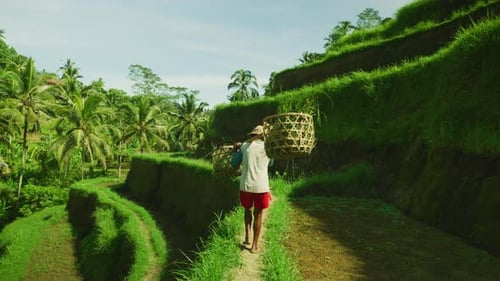 Rice farmer carrying baskets at Tegallalang Terraces, Ubud, Bali, Indonesia
