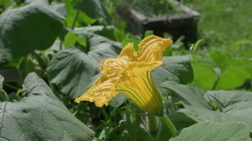 Nahaufnahme von Bienen, die eine leuchtend gelbe Blume bestäuben