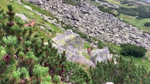 Vue magnifique sur des chamois s'amusant sur les Hautes Tatras en Slovaquie - Vue aérienne