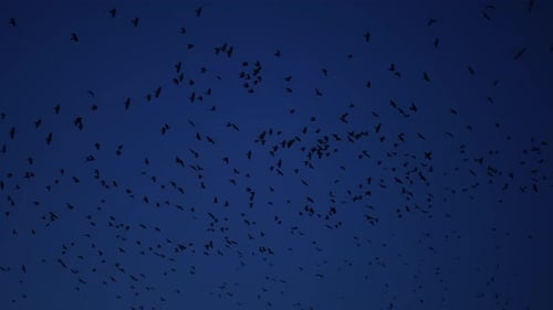 Eine Herde schwarzer Krähen auf dem Hintergrund des Himmels