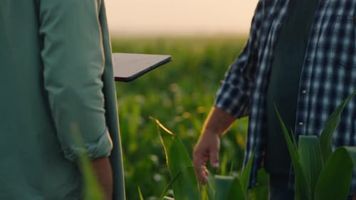 Farmers Shaking Hands On Field Deal Of Grain And Corn Supply Closeup View Of Male Hands