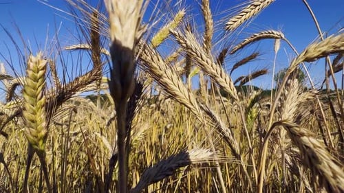 Yellow Spike Wheat Field Sway In The Wind 23