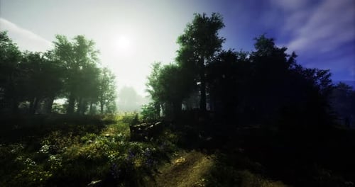 Misty Forest Path Illuminated By Soft Sunlight in Early Morning