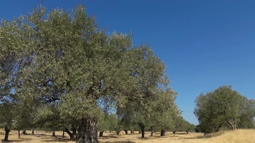 Olive Trees 26