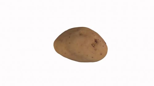 Realistic Raw Potato Rotating on White Background