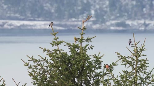 Eurasian Bullfinch Birds Sitting On Norwegian Pine Trees With Lake In The Background. - wide