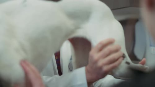 Veterinarian Examines White Dog in Clinic