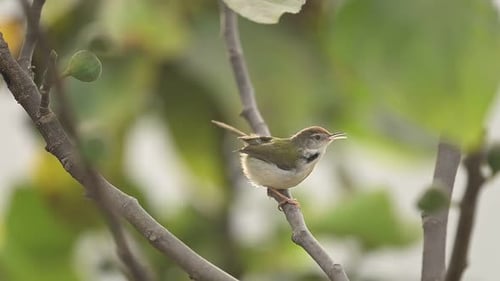 Common tailor bird singing confidently while perched on exposed natural perch