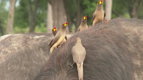 Un buffle du Cap (Syncerus caffer) avec un pic à bec jaune (Buphagus africanus) sur le dos.
