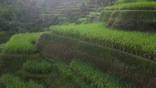 Rice Terrace 17