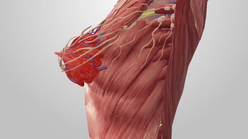 3D Female Breast Anatomy with Muscles, Veins, Arteries, and Lymphatic System