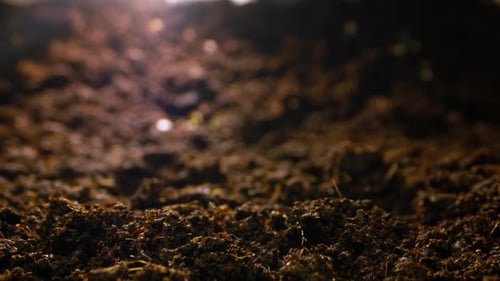 TimeLapse Odyssey Documenting the Intricate Process of Seed Sprouting