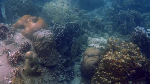 Stunning Grouper Among Colorful Coral Reef