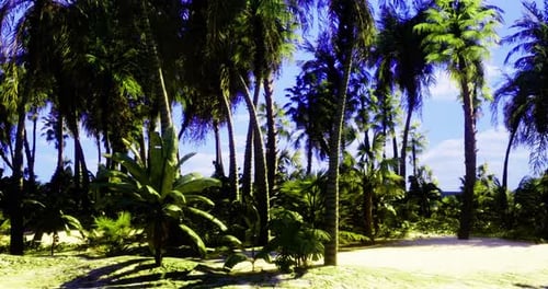 Lush Tropical Palm Forest Panning Animation