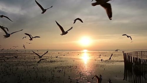 Große Herde Möwen fliegen bei Sonnenuntergang über den ruhigen Ozean