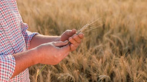 The Farmer's Hands Carefully Touch the Ears of Wheat Agriculture Concept Close Up