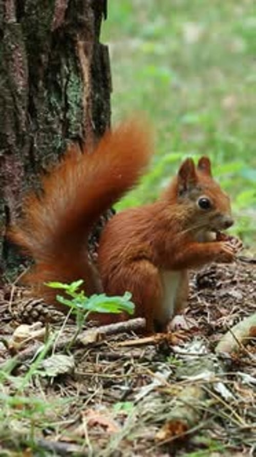 Squirrel Eating Nut in Forest Setting