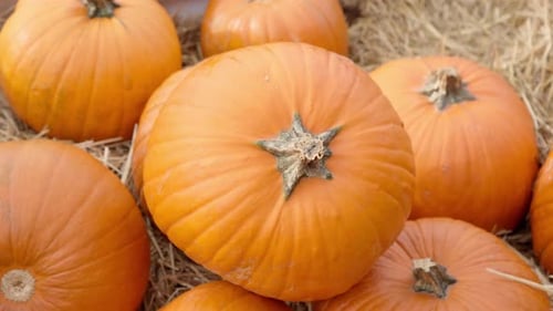 Large orange pumpkins lie on straw in a wooden vegetable storage box