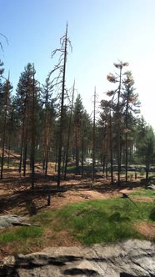 Deep Scandinavian Woods on a Late Summer Evening