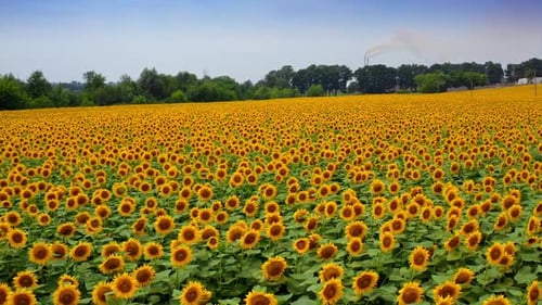 Amazing sunflower field in the countryside. Blooming agriculture plants in summer day.
