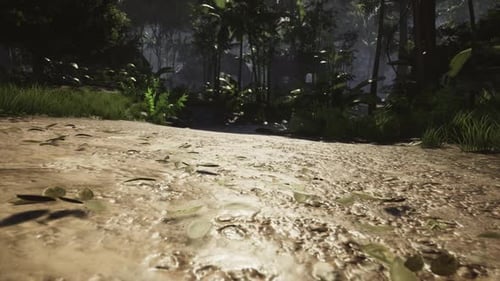 Walking in the forest during the day 2k