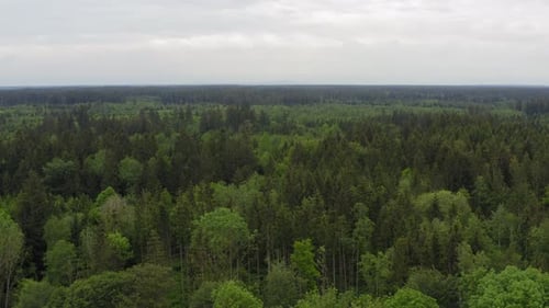 Slow, stabilized flight with a drone over wonderful green forest trees straight forward at springtim
