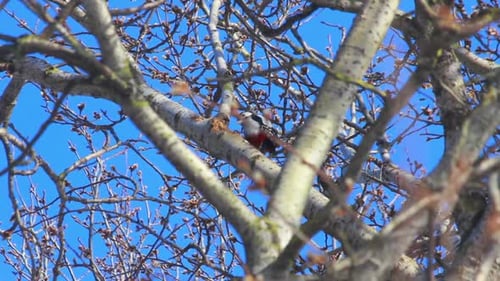 Spring Bird and Woodpecker in Willow Tree