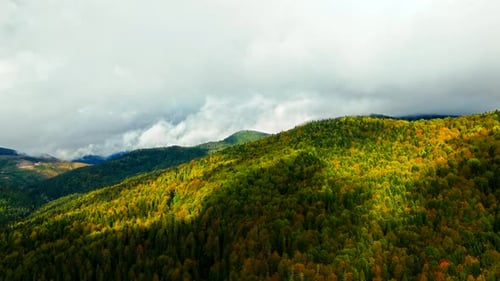 Bosque 4k