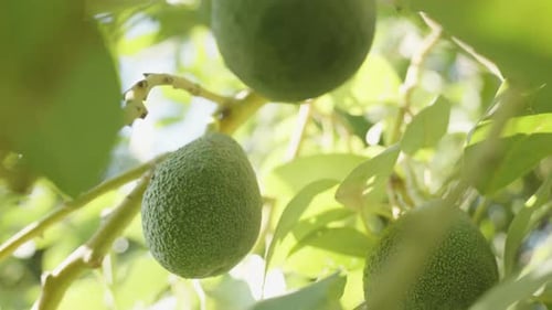 Close-up of an avocado on the tree, surrounded by dense foliage and bathed in sunlight.