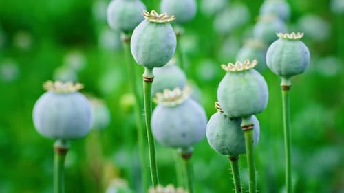 Gros plan de têtes de coquelicots verts se balançant dans la brise