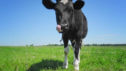 Cow grazing on the green meadow in a sunny day