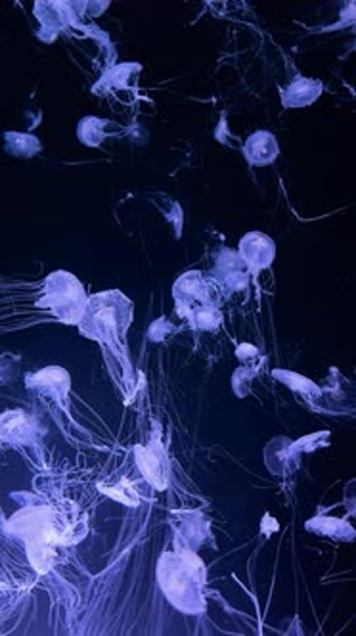 Beautiful Jellyfish Swimming Gracefully in Ocean Water