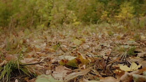 Multicolored leaves lay on the park ground during autumn time during sunny day.